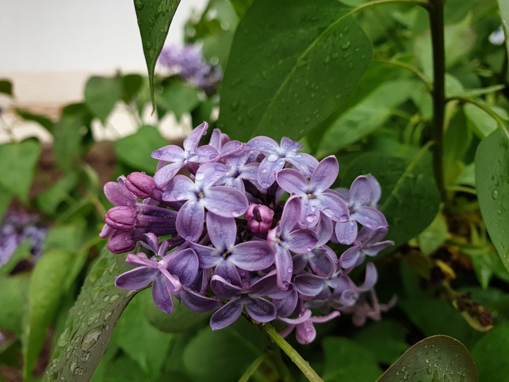 Lilac, Leylak
