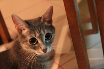 Muha