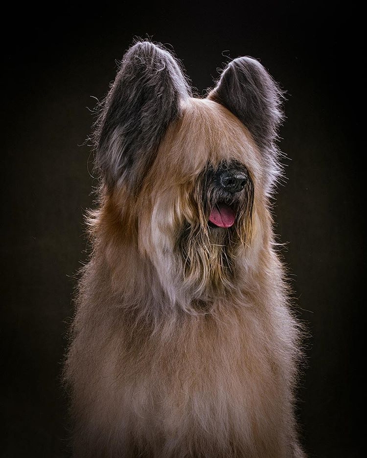 dog beautiful