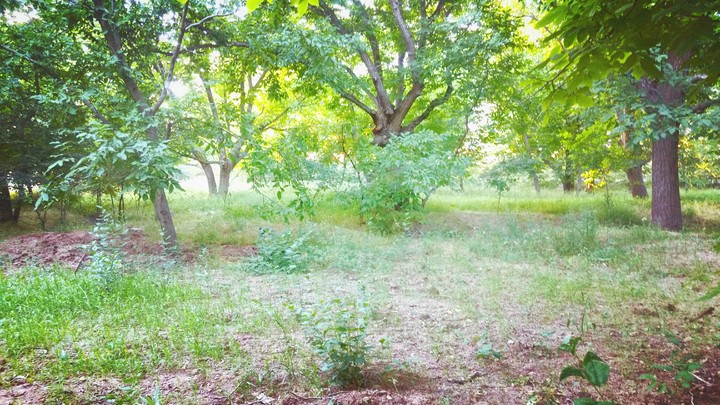 nature