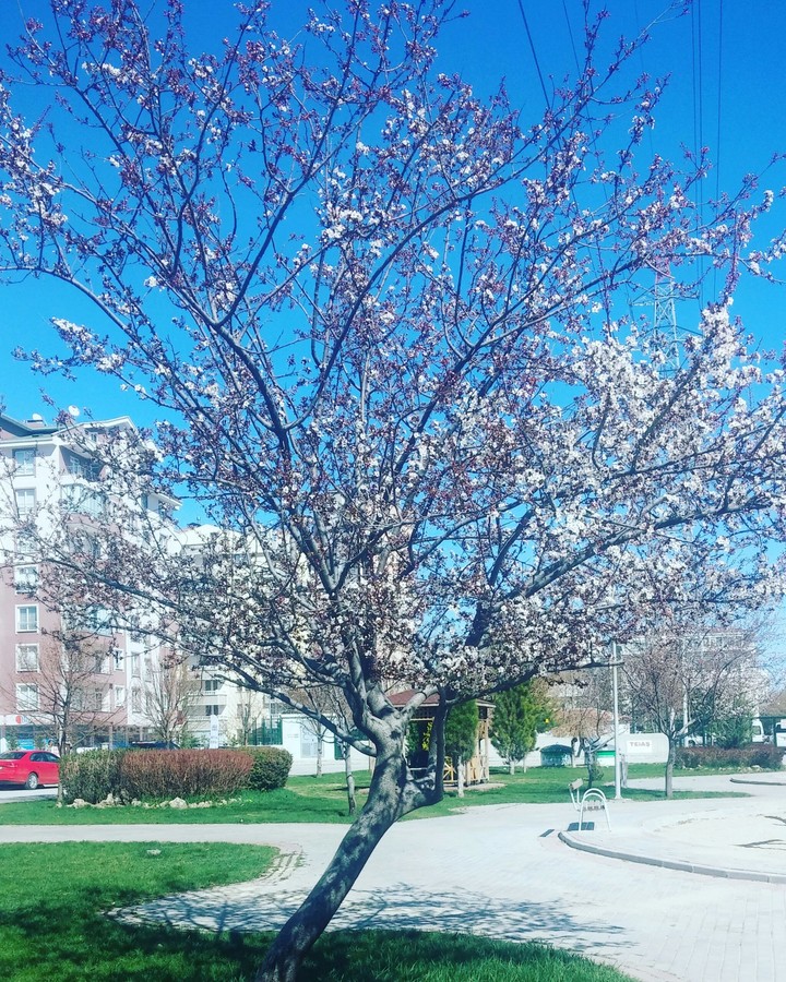 Bahar