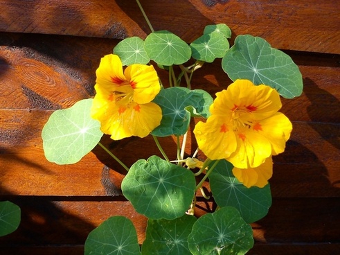 nice flowers