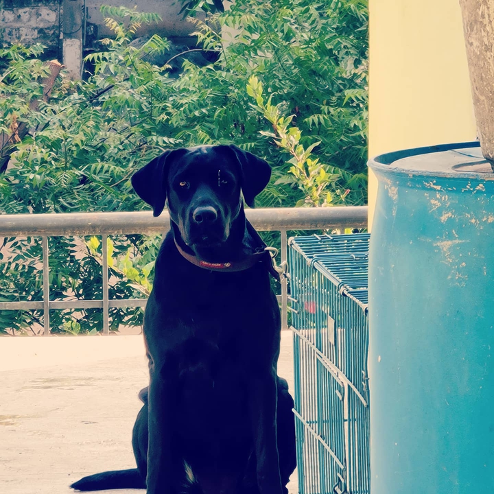 labrador