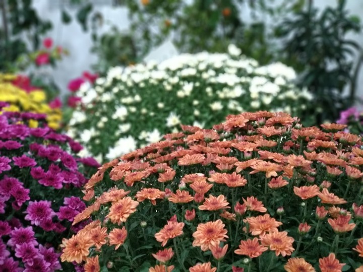 Blooming