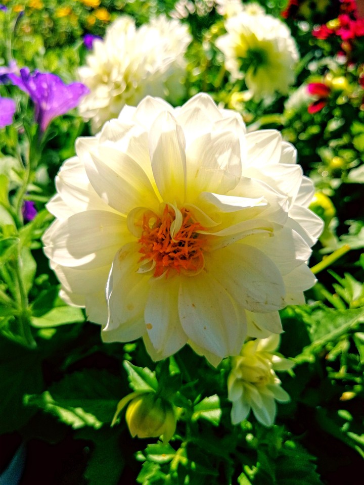 Dahlie