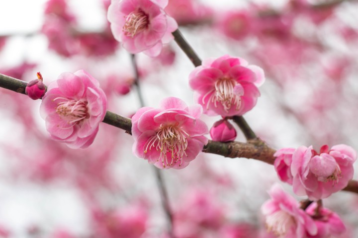 Plum blossom
