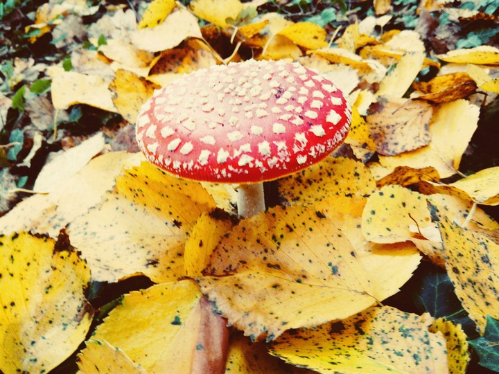 Herbstfoto Nr. 1