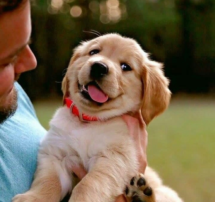 #cuteness overloaded