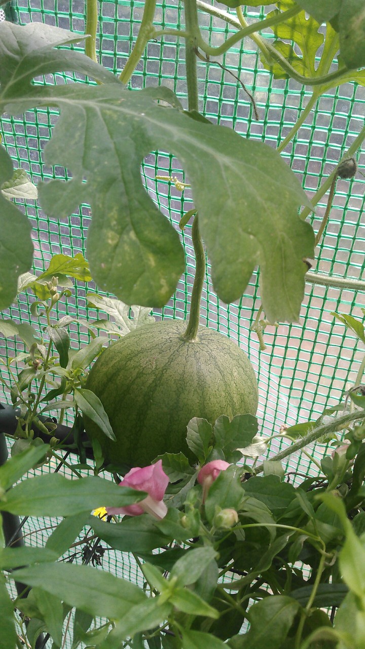 baby watermelon