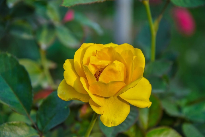 Rose