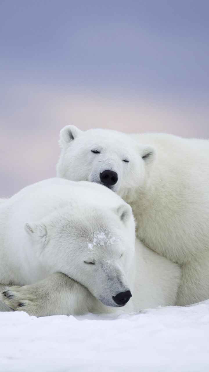 arctic bear