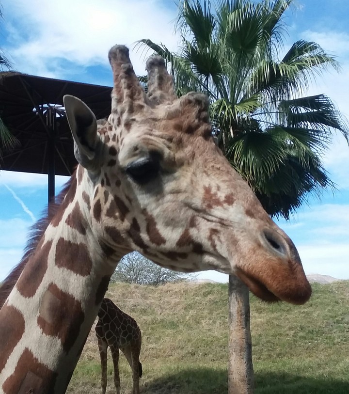 Giraffe photo-bombed my pictures