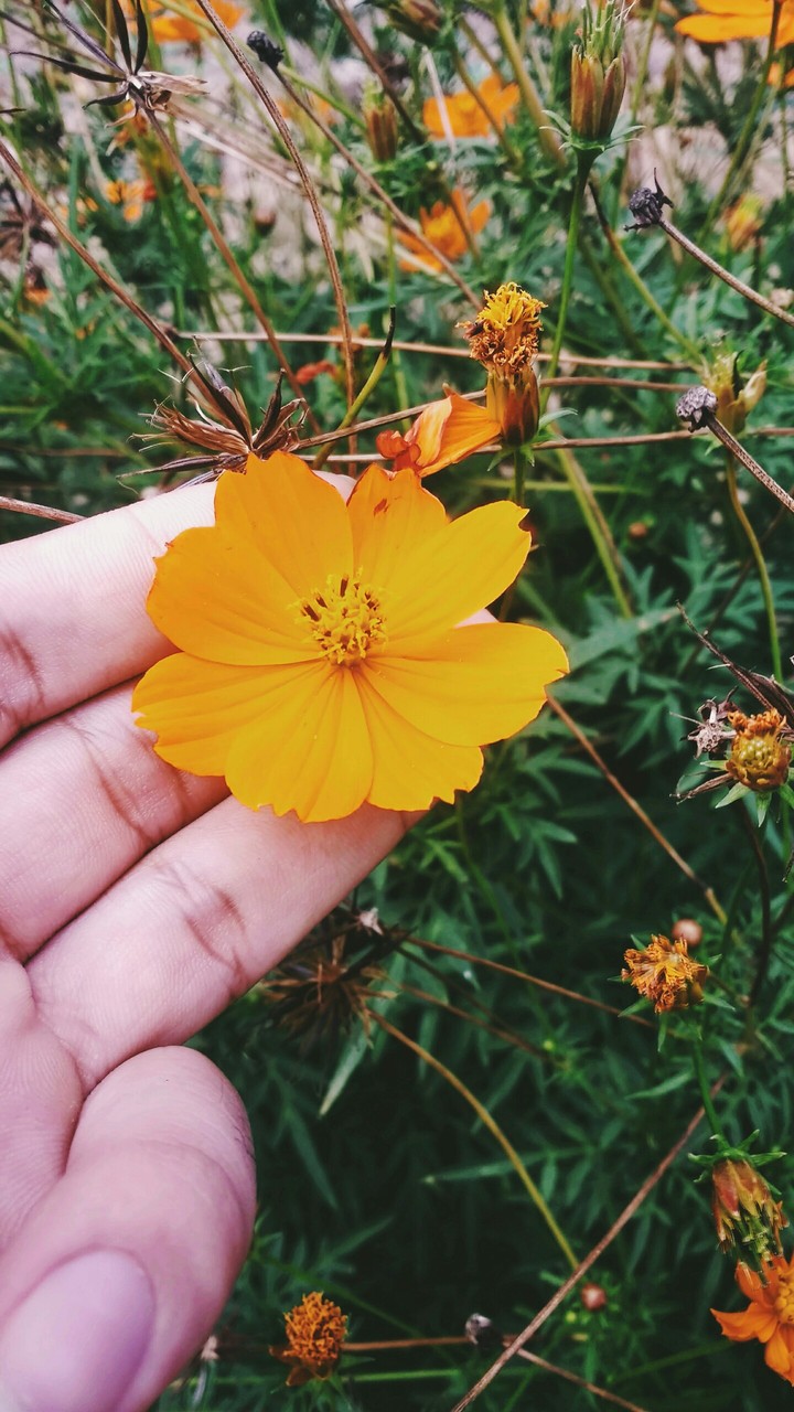 linda flor do nordeste