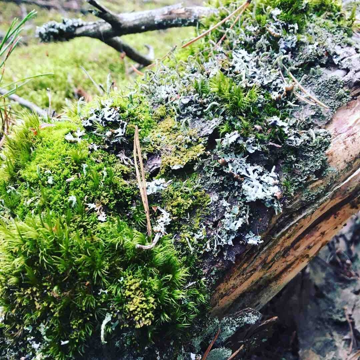 moss