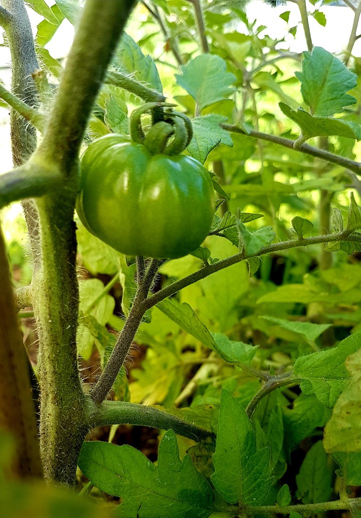 Tomatoe