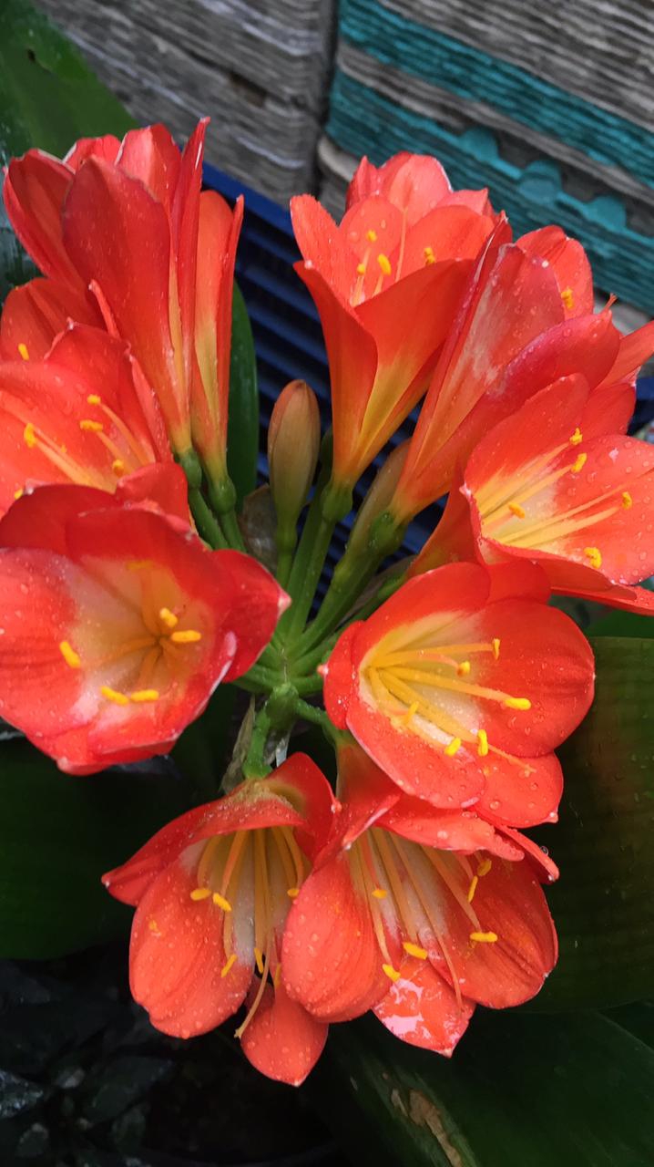 Flor