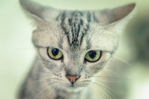 American Shorthair