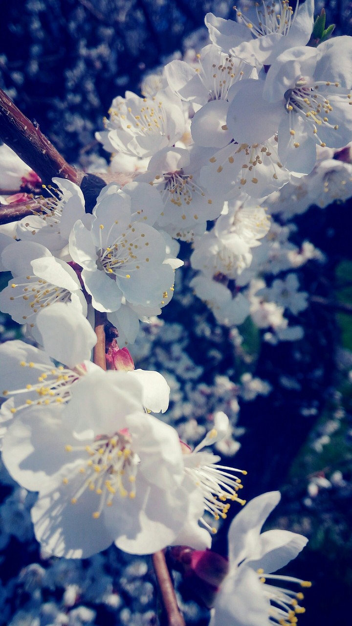 flowering