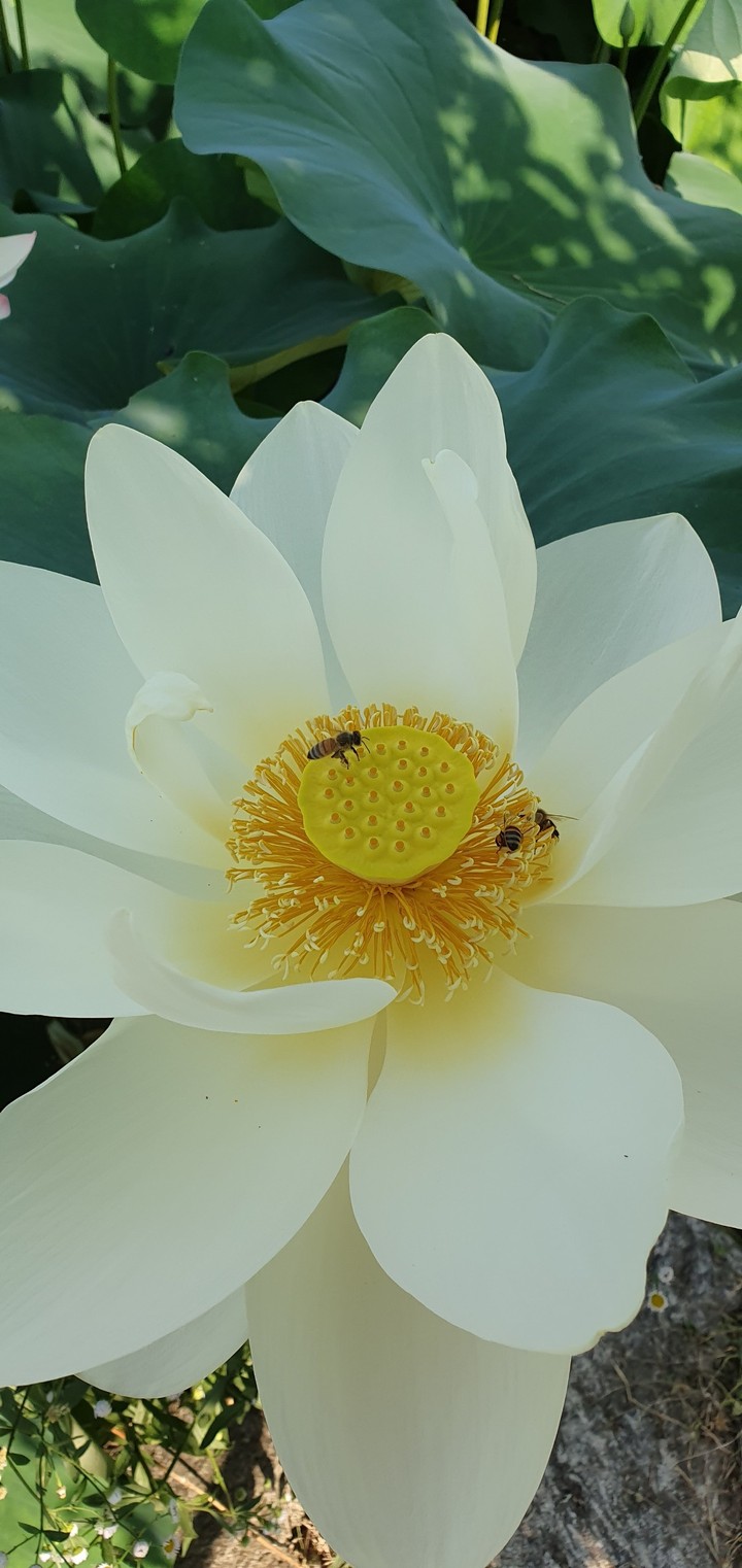 lotus