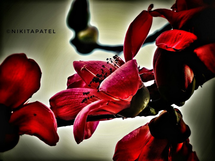 flower
