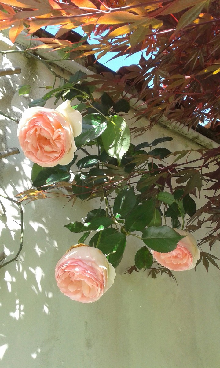 Rose acer shadows
