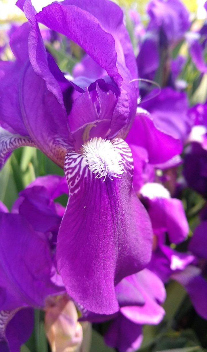 purple