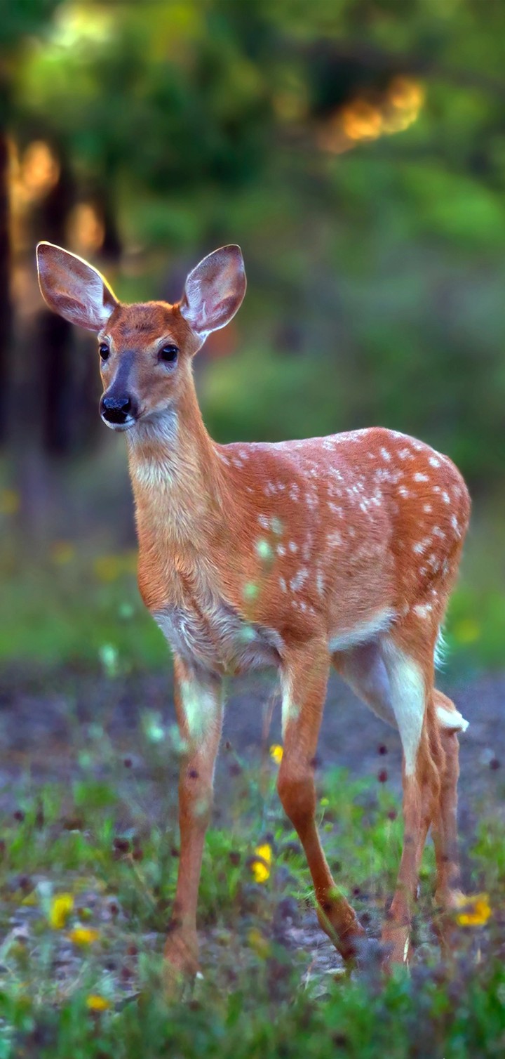 deer