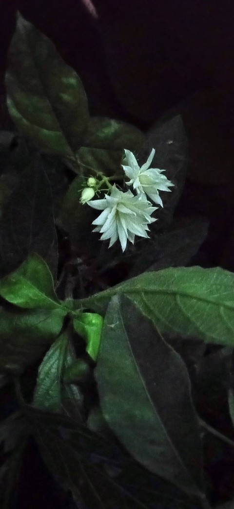plant, subshrub wallpapers