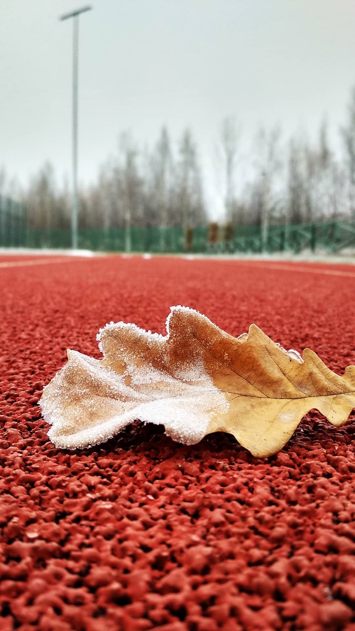 Leaf and road