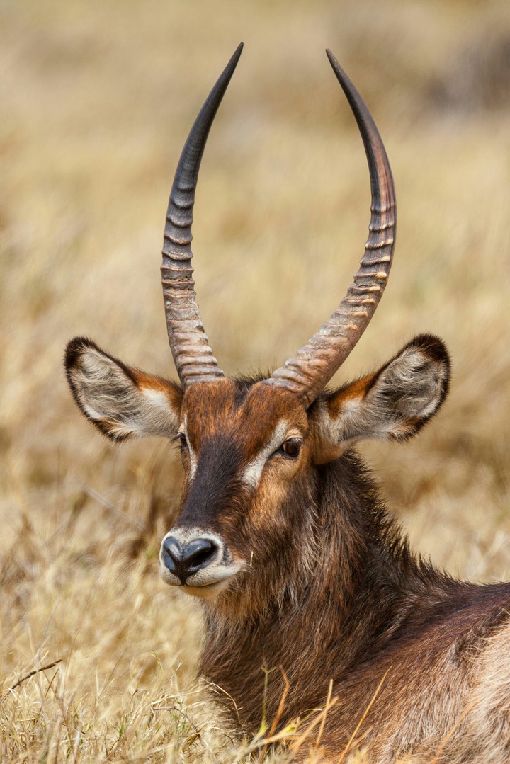 animal