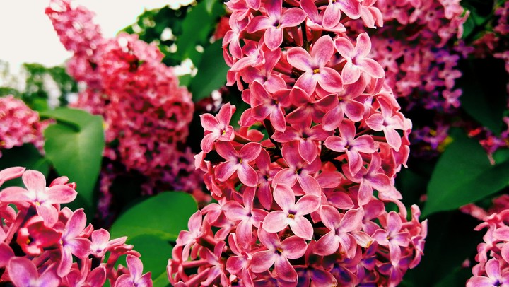 Flowers