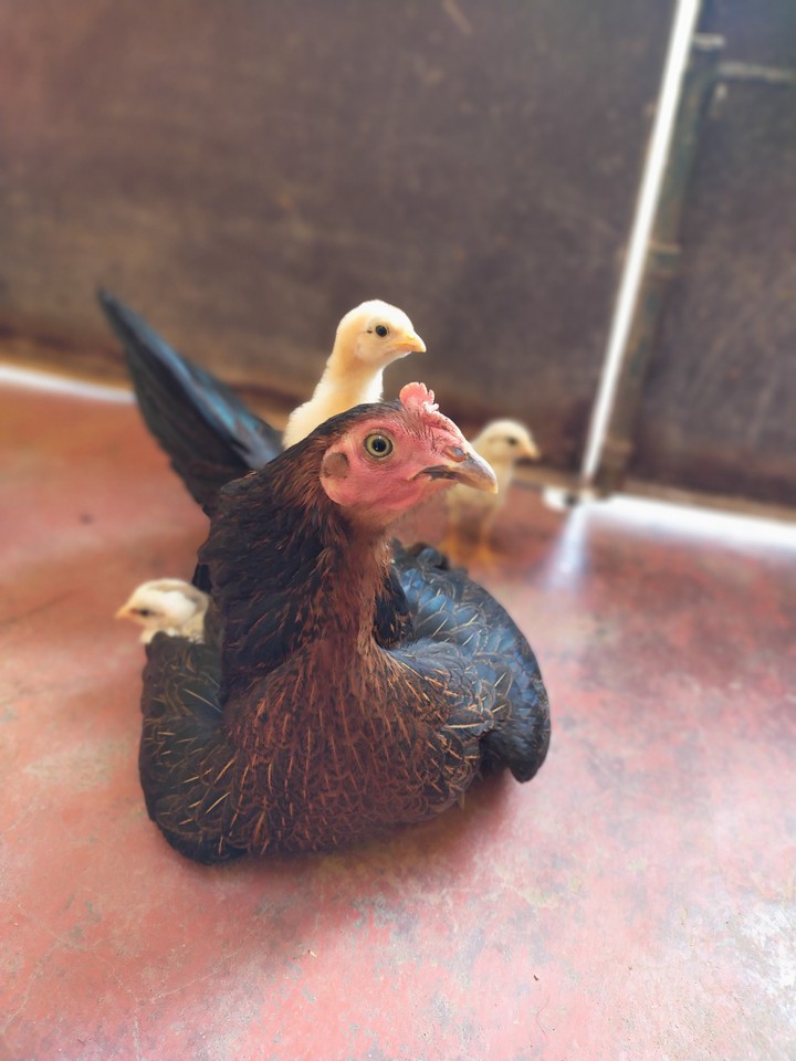 a country chicken with their kitties in Madurai
