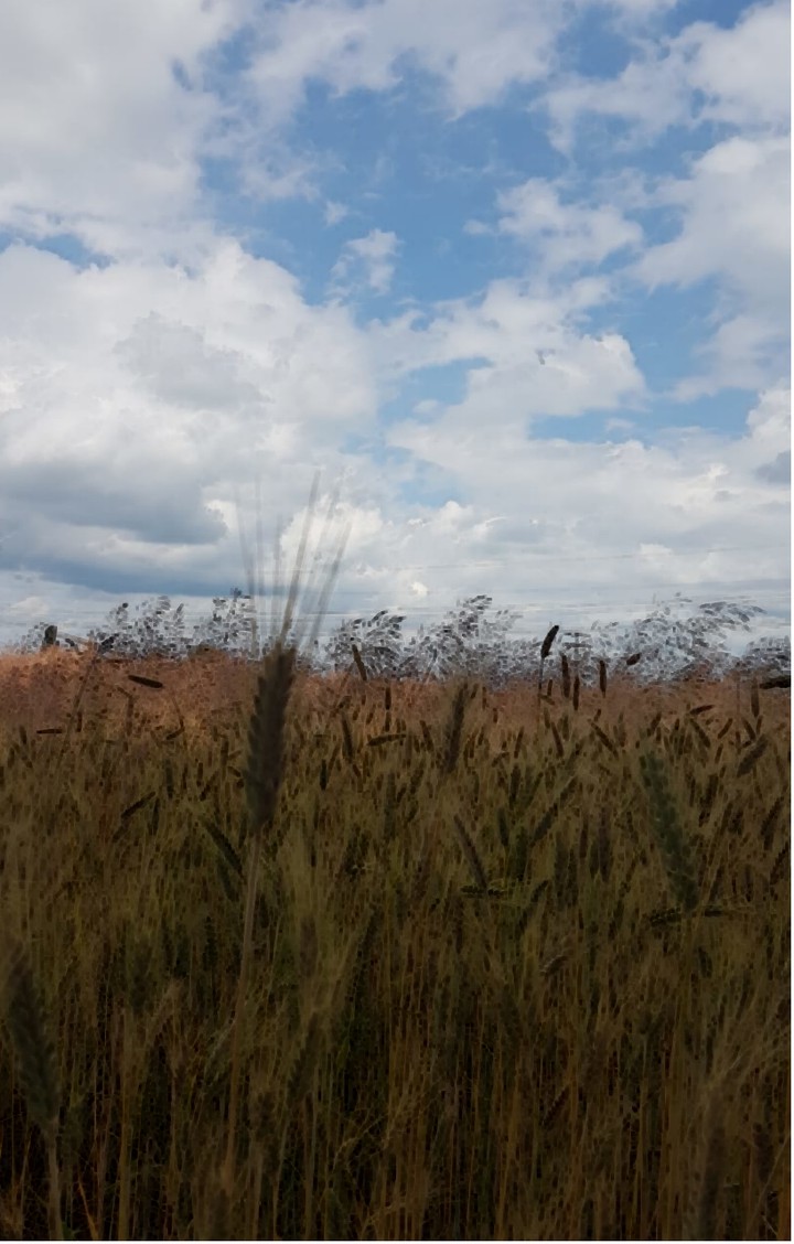 corn field