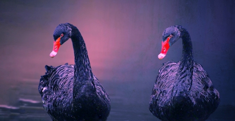 love birds