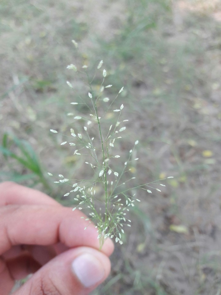 small grass piece