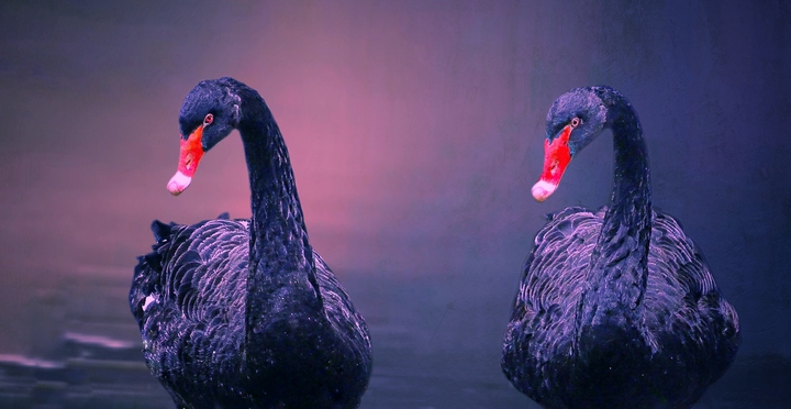 love birds