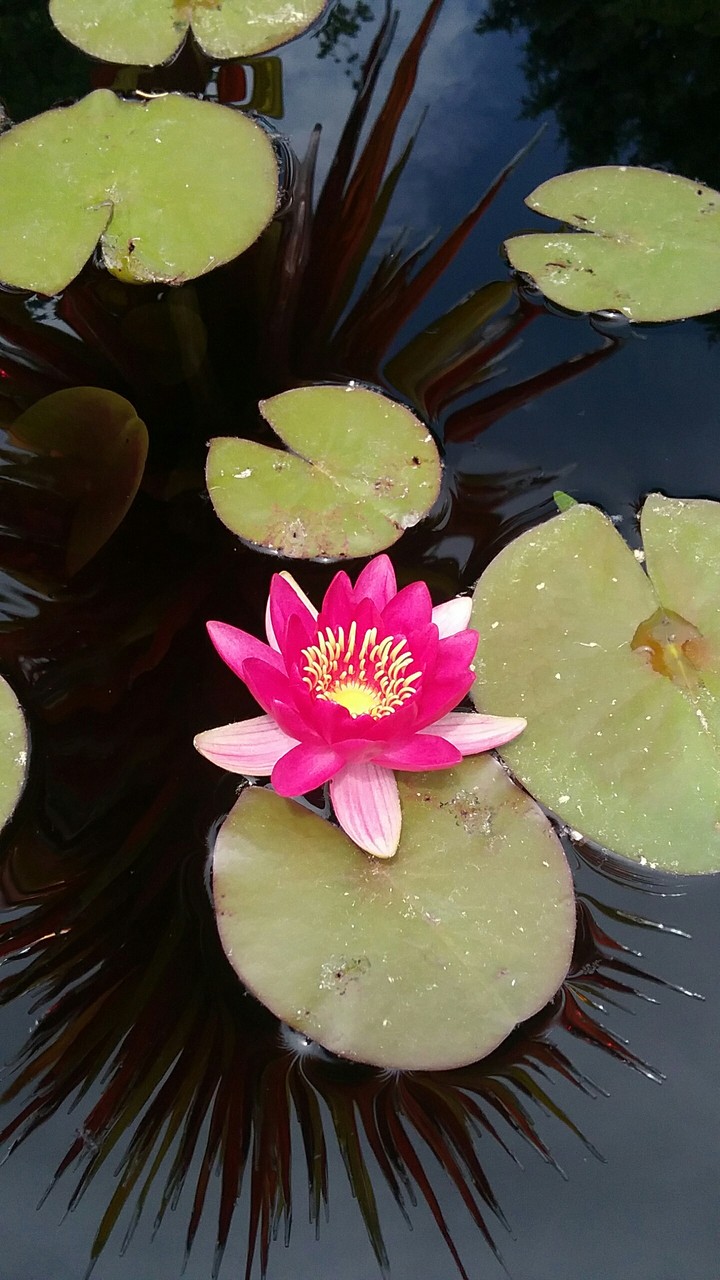 flower lily pad