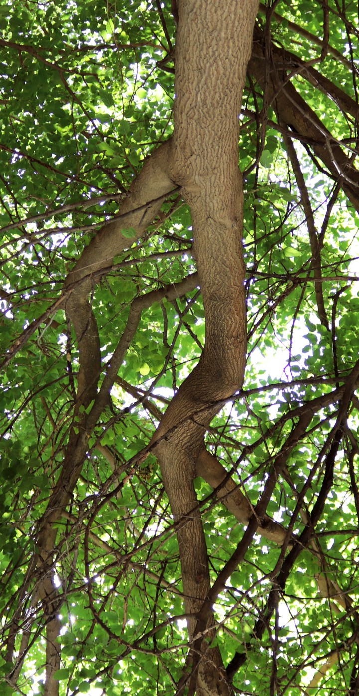 green life