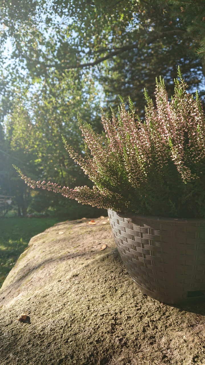heather