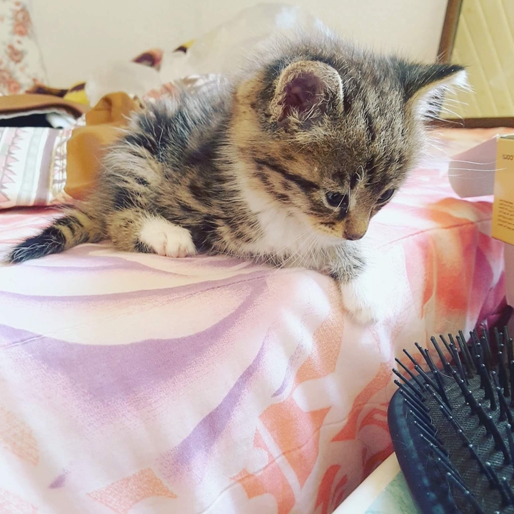 Kedi