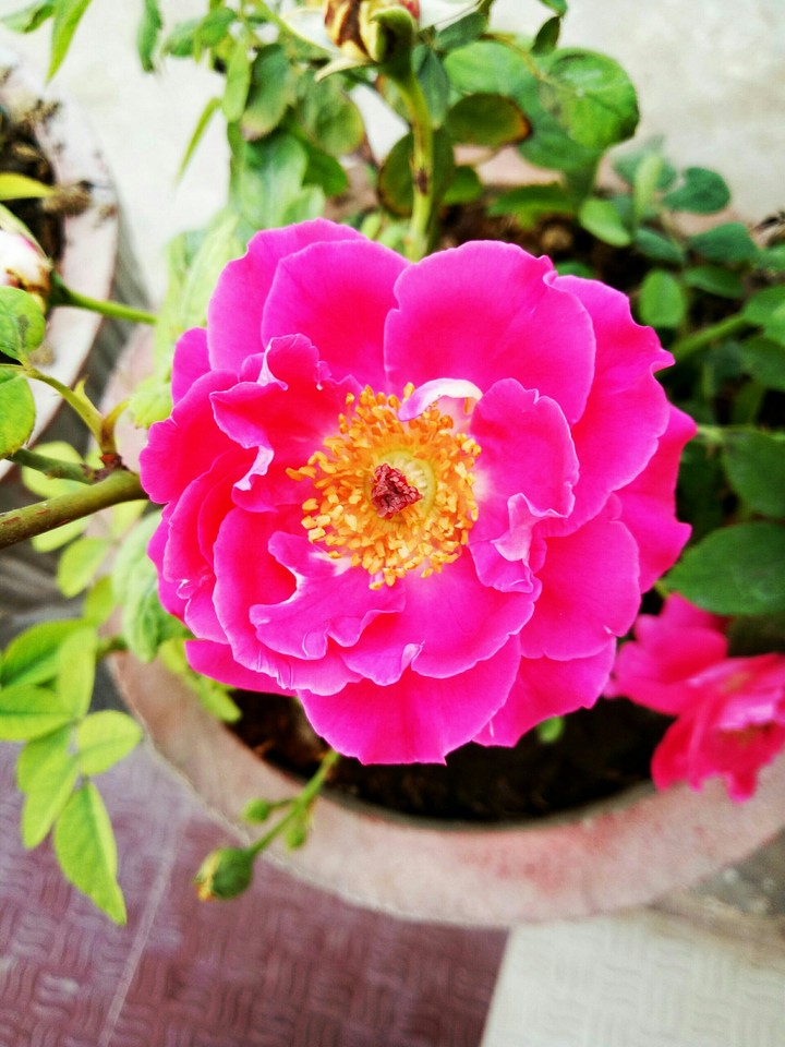 pink rose