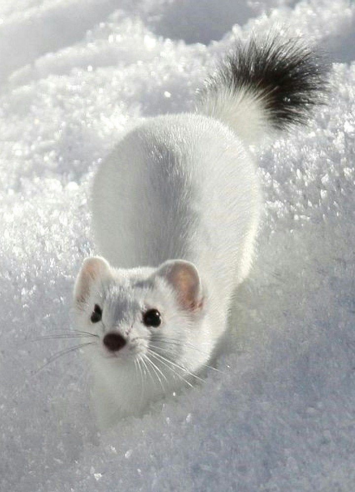 White Ferret Camouflaged