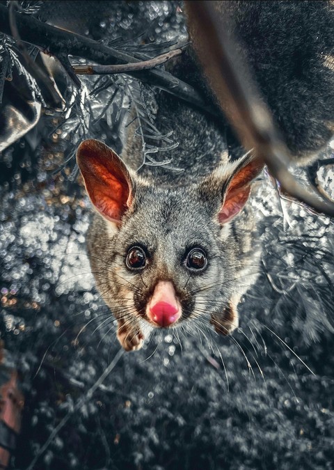 marsupial, snout壁纸