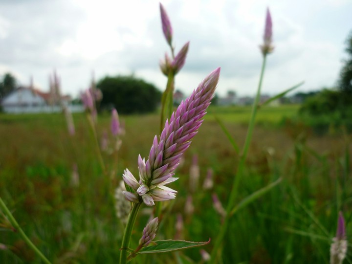 flower