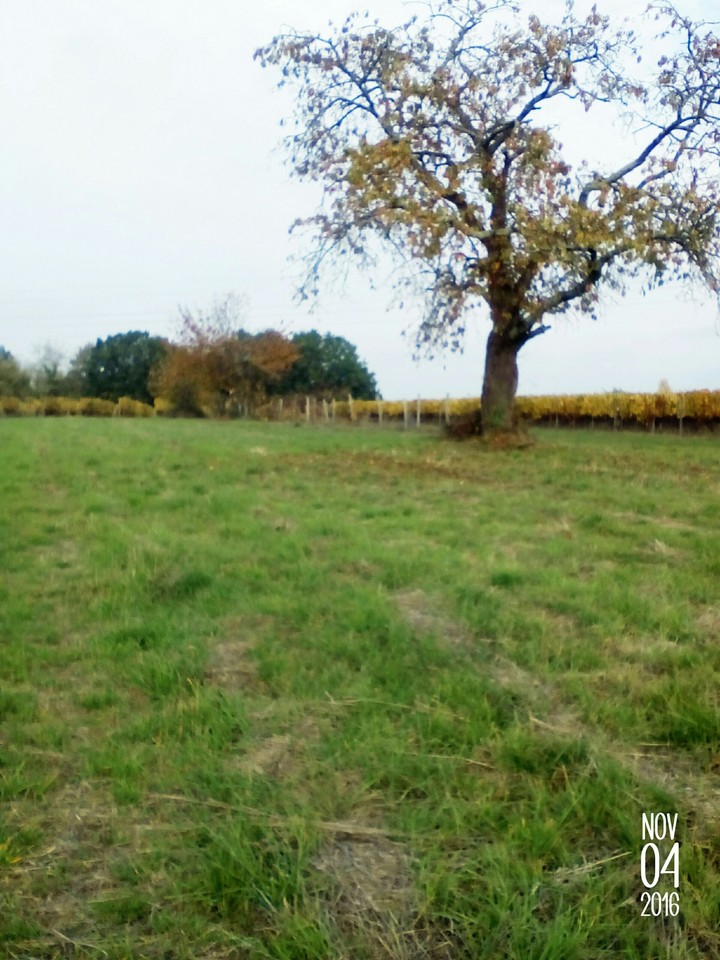 arbre