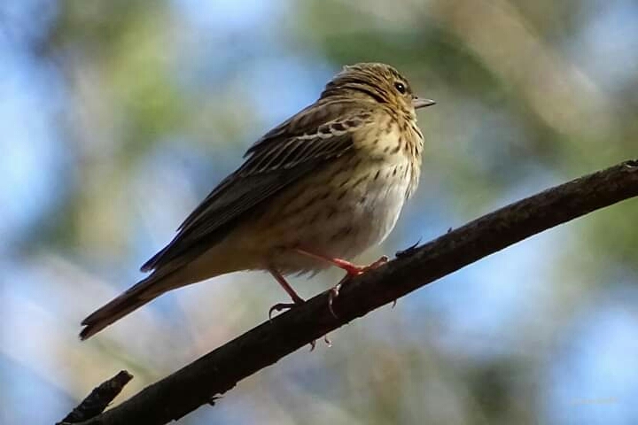 Bird