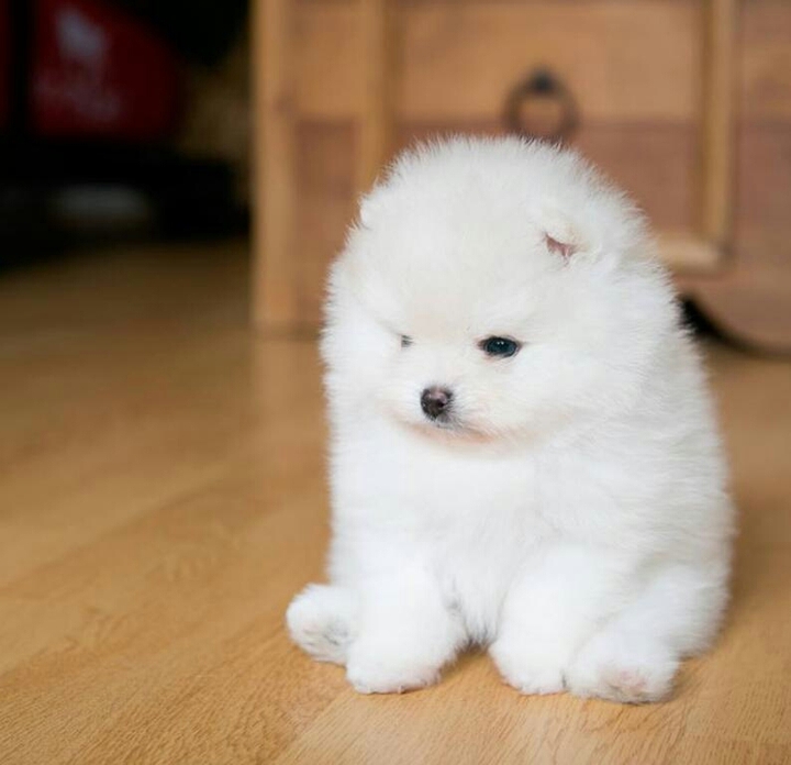 pomeranian