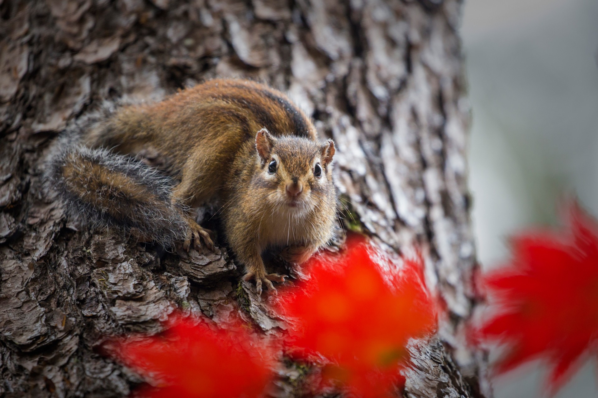 Surprised squirrel