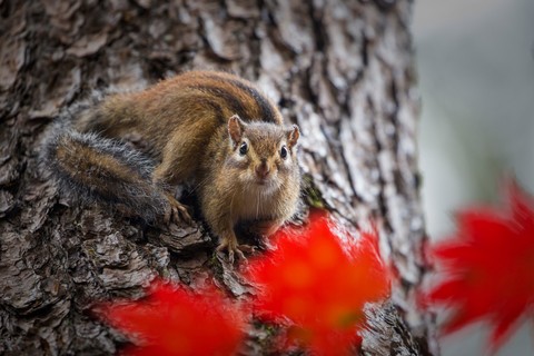 Surprised squirrel