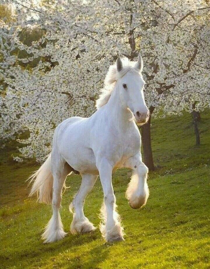 horse